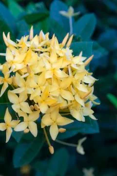 Ixora flowers Foto stock