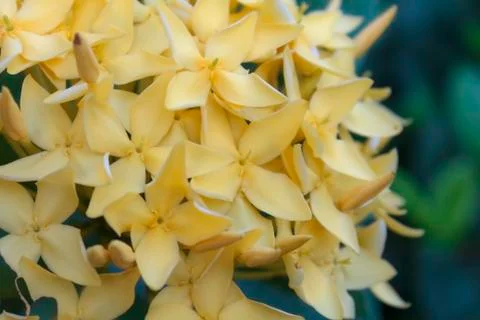 Ixora flowers Stock Photos
