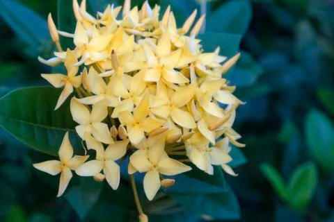 Ixora flowers Foto stock