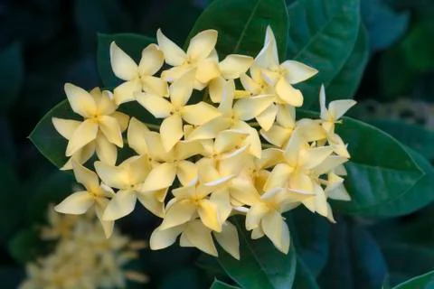 Ixora flowers Stock Photos