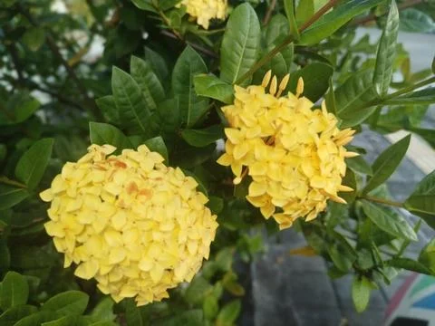 Ixora Flowers Stock Photos