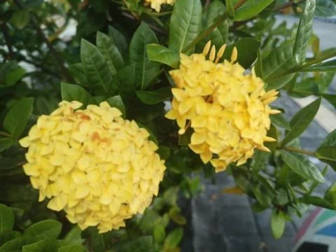Ixora Flowers Stock Photos