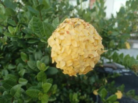 Ixora Flowers Stock Photos