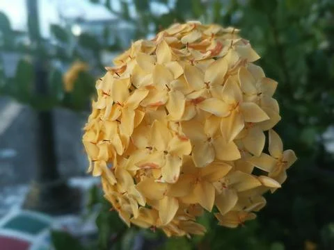 Ixora Flowers Stock Photos