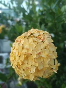Ixora Flowers Stock Photos