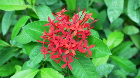 Ixora Stock Footage 253453820