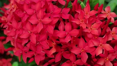 Ixora Stock Footage 280152438