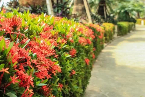 Ixora in garden Stock Photos