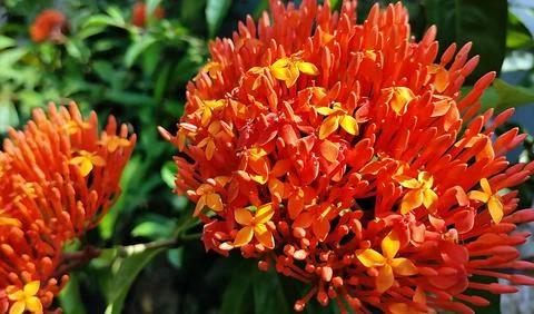 Ixora Javanica 2 Stock Photos