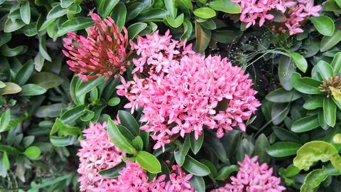 Ixora Mini Dwarf Pink Flower Bloom on Green Leaves Background Stock Photos