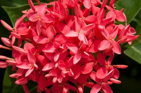 Ixora Stock Photos