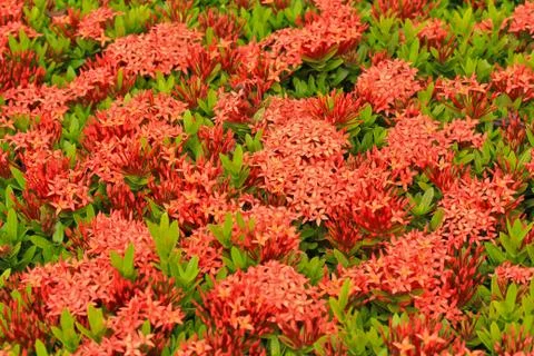 Ixora Stock Photos