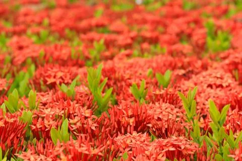 Ixora Stock Photos
