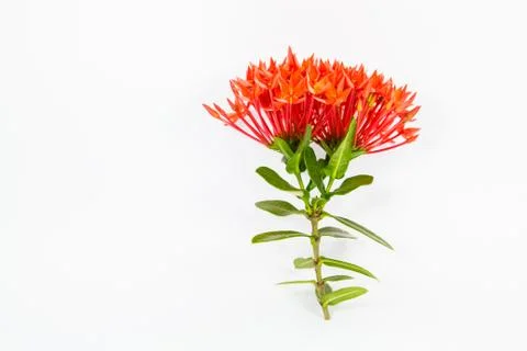 Ixora Stock Photos