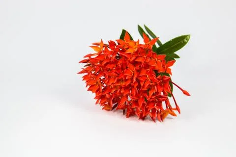 Ixora Stock Photos