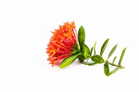 Ixora Stock Photos
