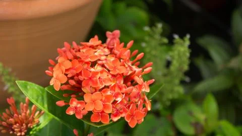 Ixora Stock Photos