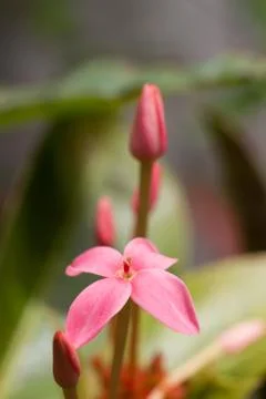 Ixora Stock Photos