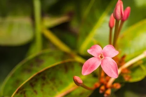 Ixora Stock Photos