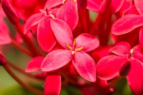 Ixora Stock Photos