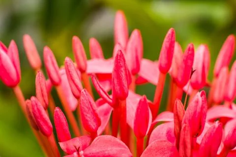 Ixora Stock Photos