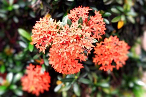 Ixora 스톡 사진