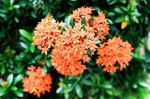 Ixora Foto stock