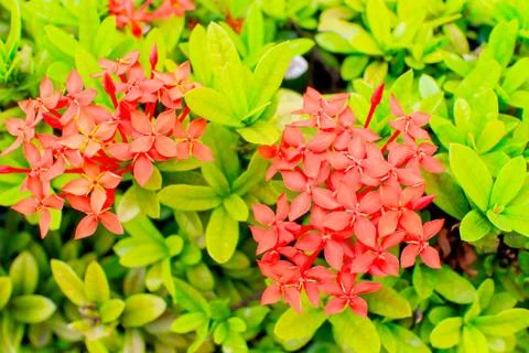 Ixora Stock Photos