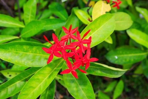 Ixora Stock Photos