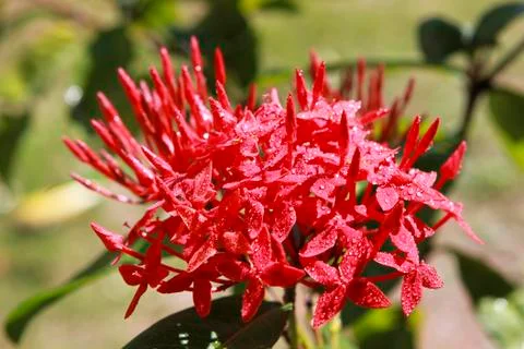 Ixora Stock Photos