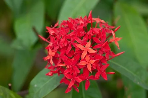 Ixora Stock Photos