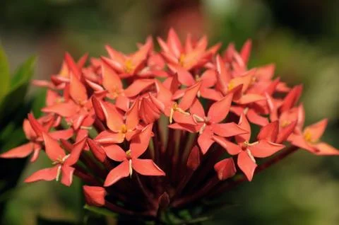Ixora Stock Photos