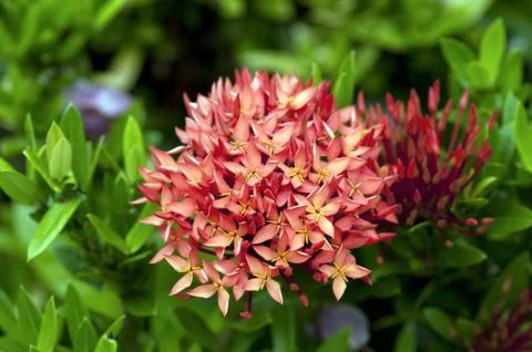 Ixora Stock Photos