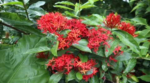Ixora Stock Photos