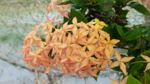 Ixora red flowers Stock Footage 269460523