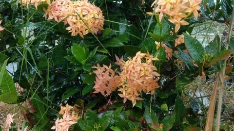 Ixora red flowers Stock Footage 269461511