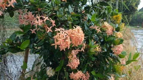 Ixora red flowers Stock Footage 269461534