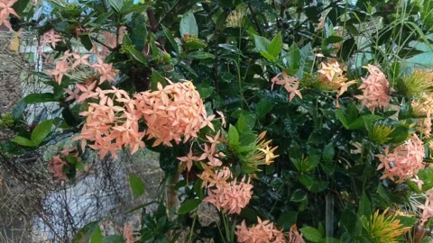 Ixora red flowers Stock Footage 269461535