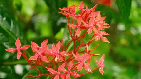 Ixora Red tiny Flower Plant drenched Wet in rain water. Beautiful Houseplant. Stock Footage 140950151