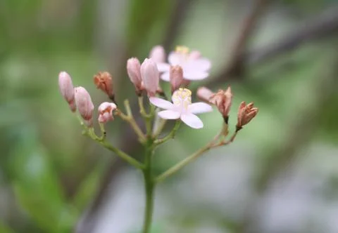 Ixora small pink soft background Stock Photos
