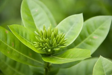 Ixoras flower Stock Photos
