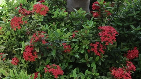 IXORIA PLANT Stock Footage 306694579