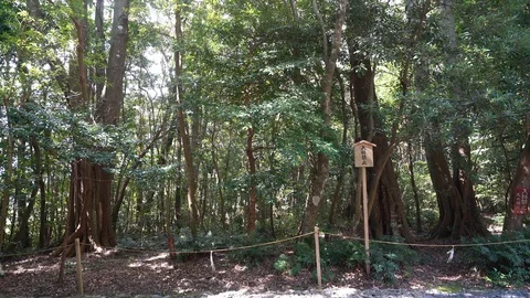 Izawanomiya shrine in Mie. Stock Footage 115488853