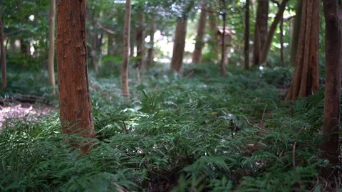 Izawanomiya shrine in Mie. Stock Footage 115488982