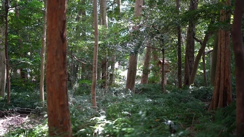Izawanomiya shrine in Mie. Stock Footage 115488991