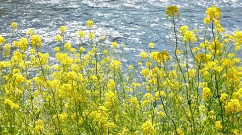 Izu003 Stock Footage 10874014