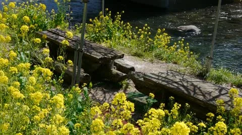 Izu004 Vídeos de archivo 10874015