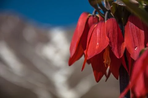 J flower Stock Photos