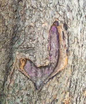 J-in-the-tree-bark. Stock Photos