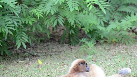 Jaaey120 Video stock 91696448